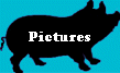 Pictures